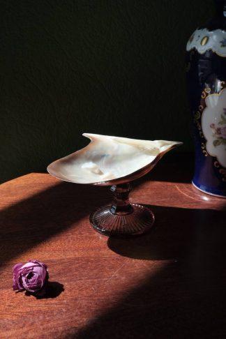 Розовая жемчужница на розовой низкой ножке