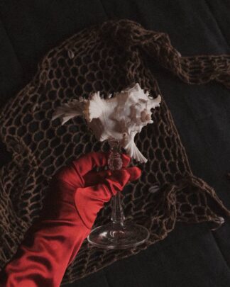 White Rose White Rose